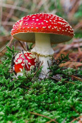 _Toxic Wild Mushrooms_ by Stocksy Contributor _Rowena Naylor_